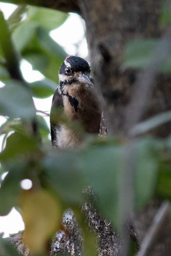 Hairy Woodpecker (South Mexican) - manuel grosselet