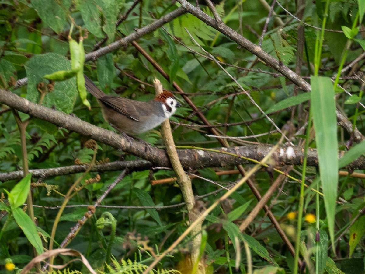 White-faced Ground-Sparrow - ML256361201