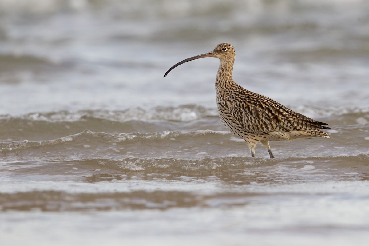 Far Eastern Curlew - Laurie Ross | Tracks Birding & Photography Tours