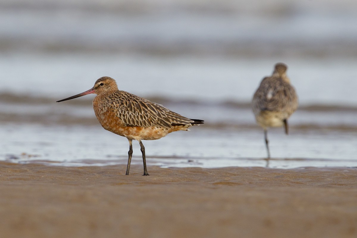 Bar-tailed Godwit - Laurie Ross | Tracks Birding & Photography Tours