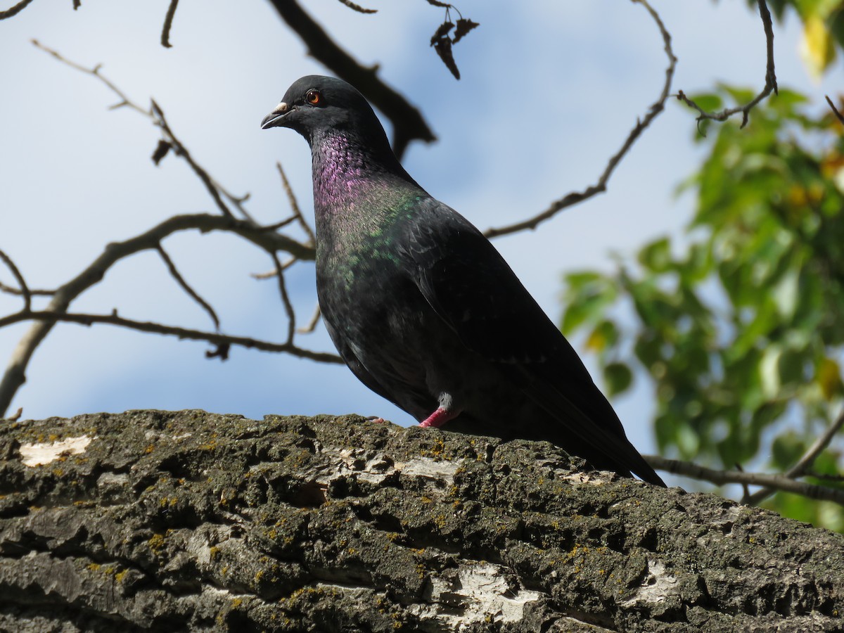 Rock Pigeon (Feral Pigeon) - ML256366271