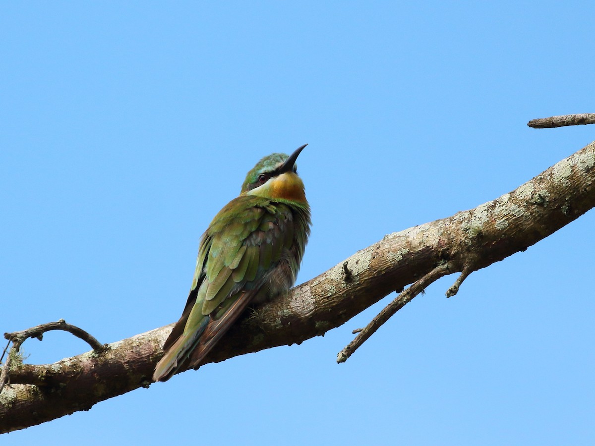 Blue-cheeked Bee-eater - ML256367251