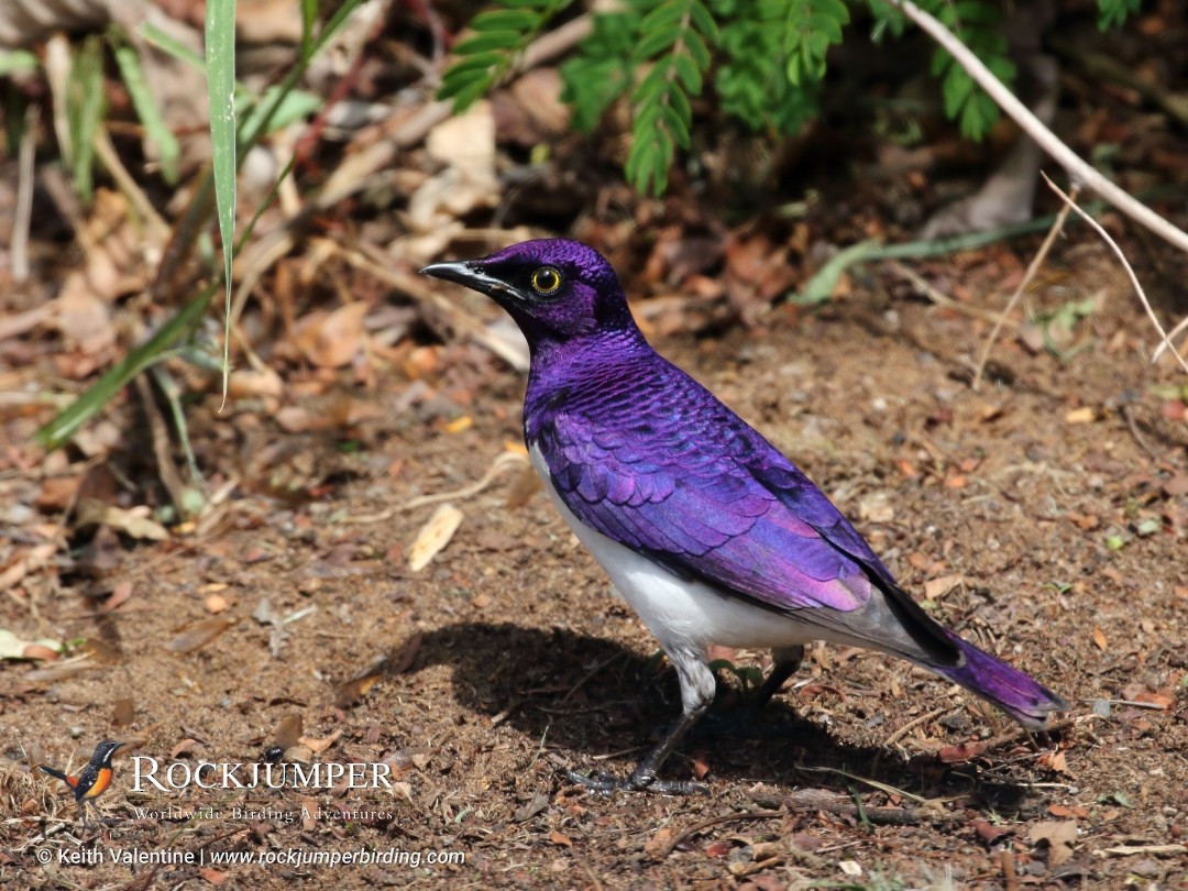 Violet-backed Starling - ML256367481