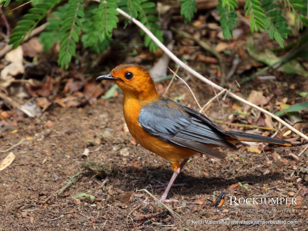 Red-capped Robin-Chat - ML256367571