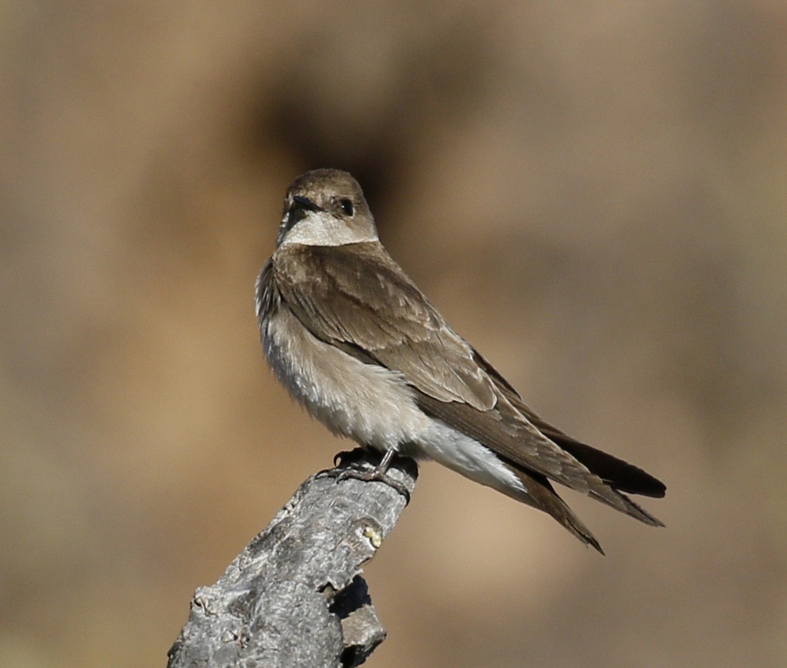 Northern Rough-winged Swallow - Laura Ellis