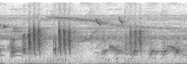 Пестрогорлый алапи (pyrrhonota) - ML256369