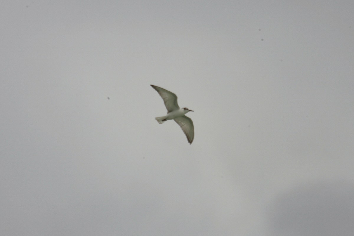 White-winged Tern - ML256373011