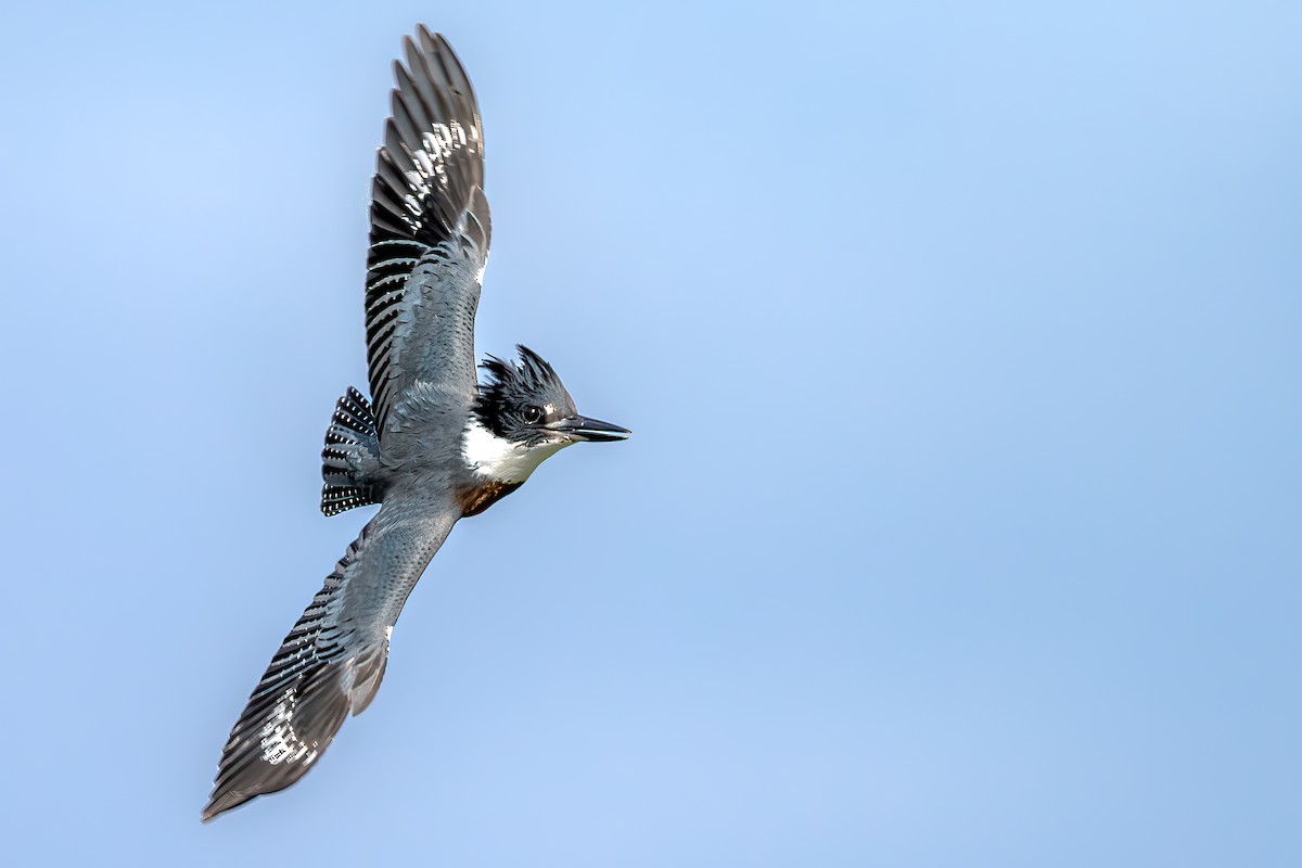 Belted Kingfisher - ML256379931