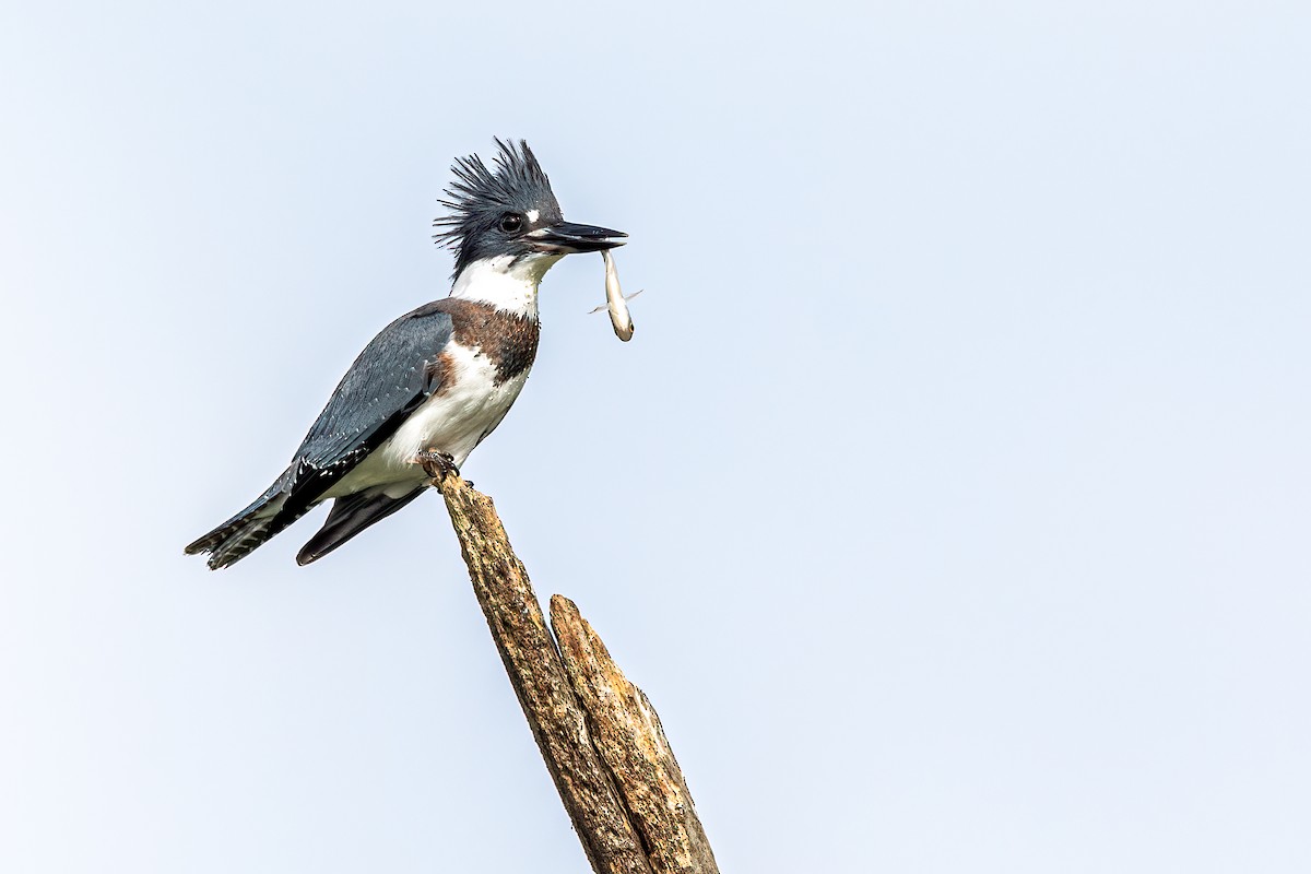 Belted Kingfisher - ML256379941