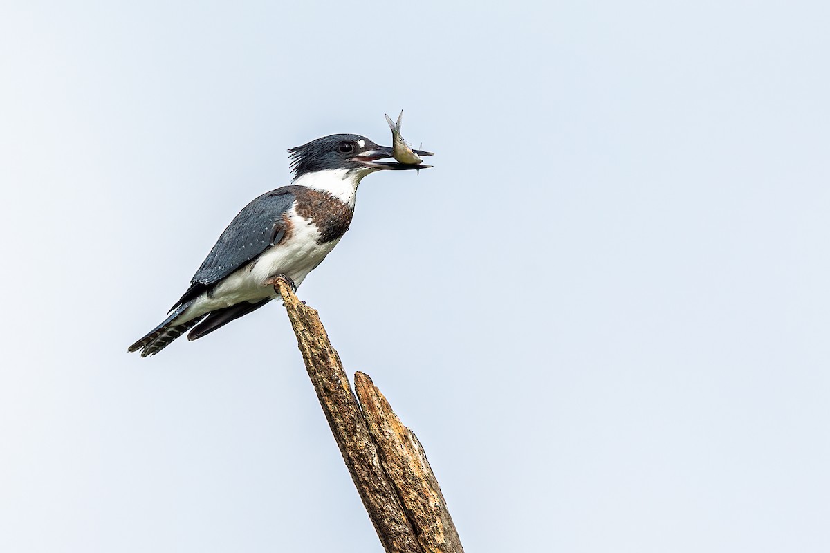 Belted Kingfisher - ML256379961