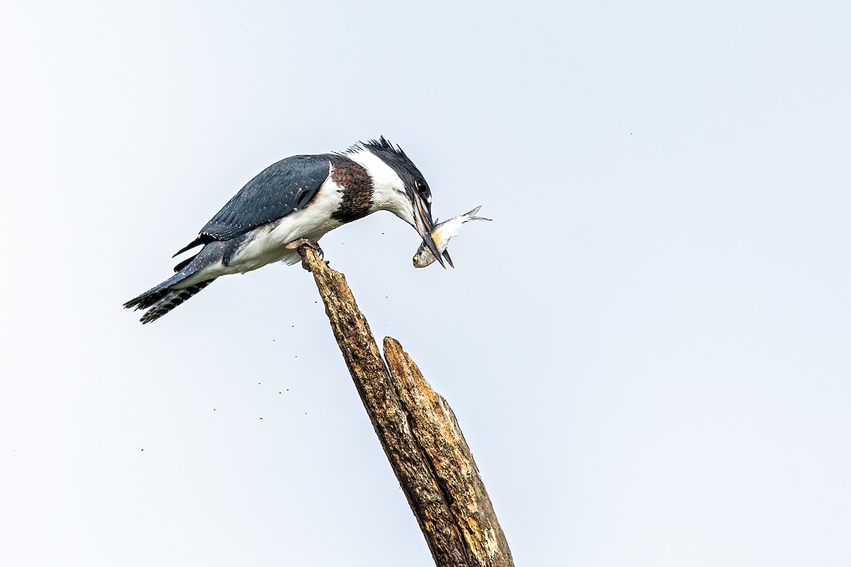 Belted Kingfisher - ML256379981
