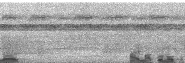 Napoameisenschlüpfer (pyrrhonota) - ML256380