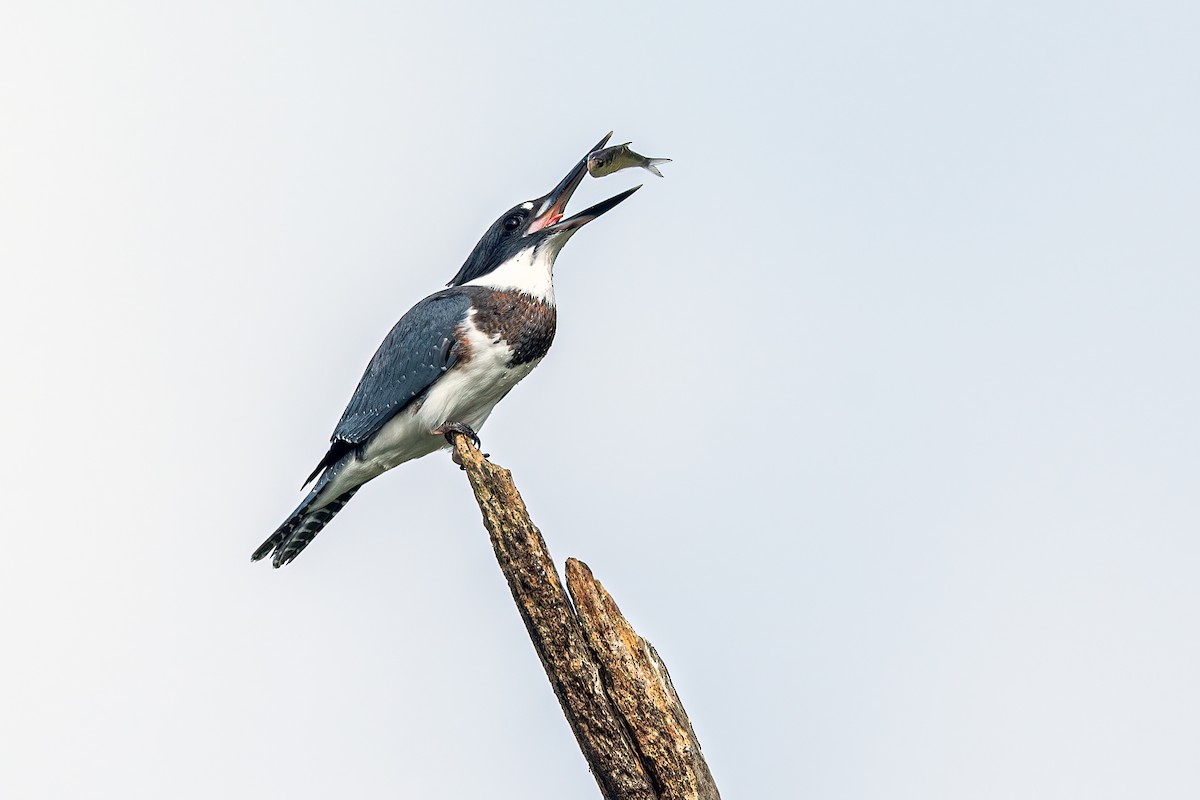 Belted Kingfisher - ML256380031