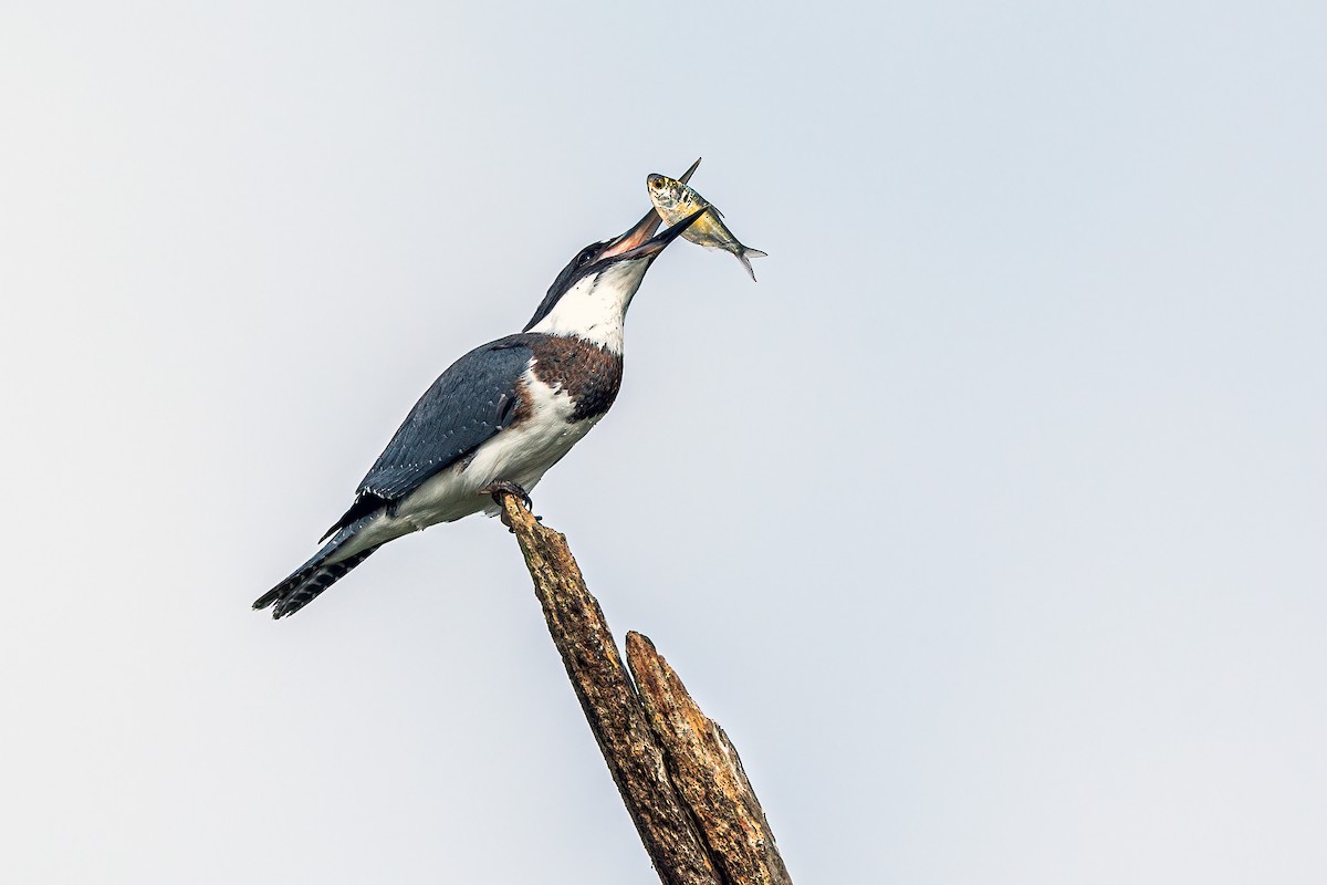 Belted Kingfisher - ML256380041