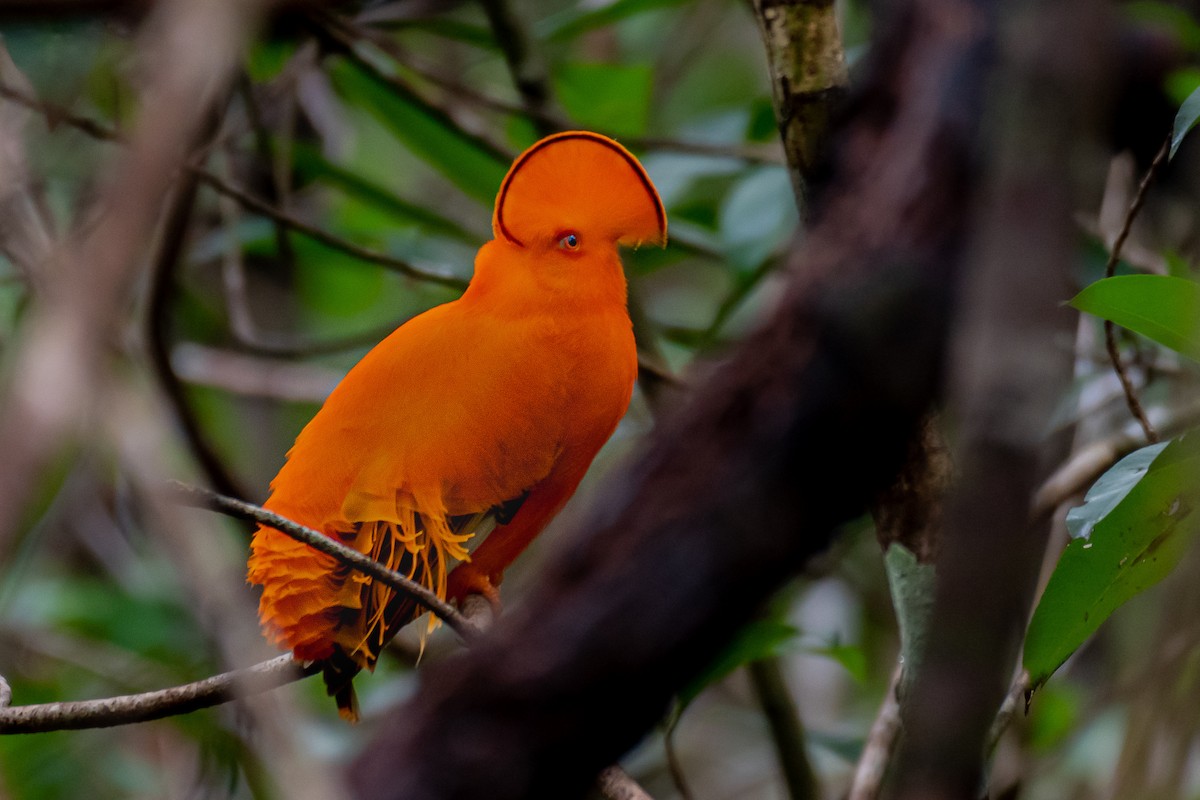 Coq-de-roche orange - ML256384411