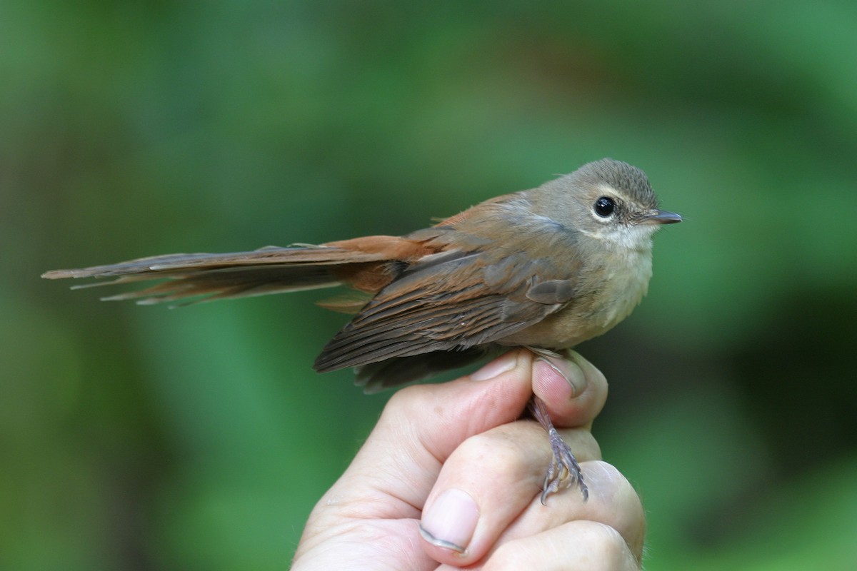Long-tailed Fantail - ML256385861