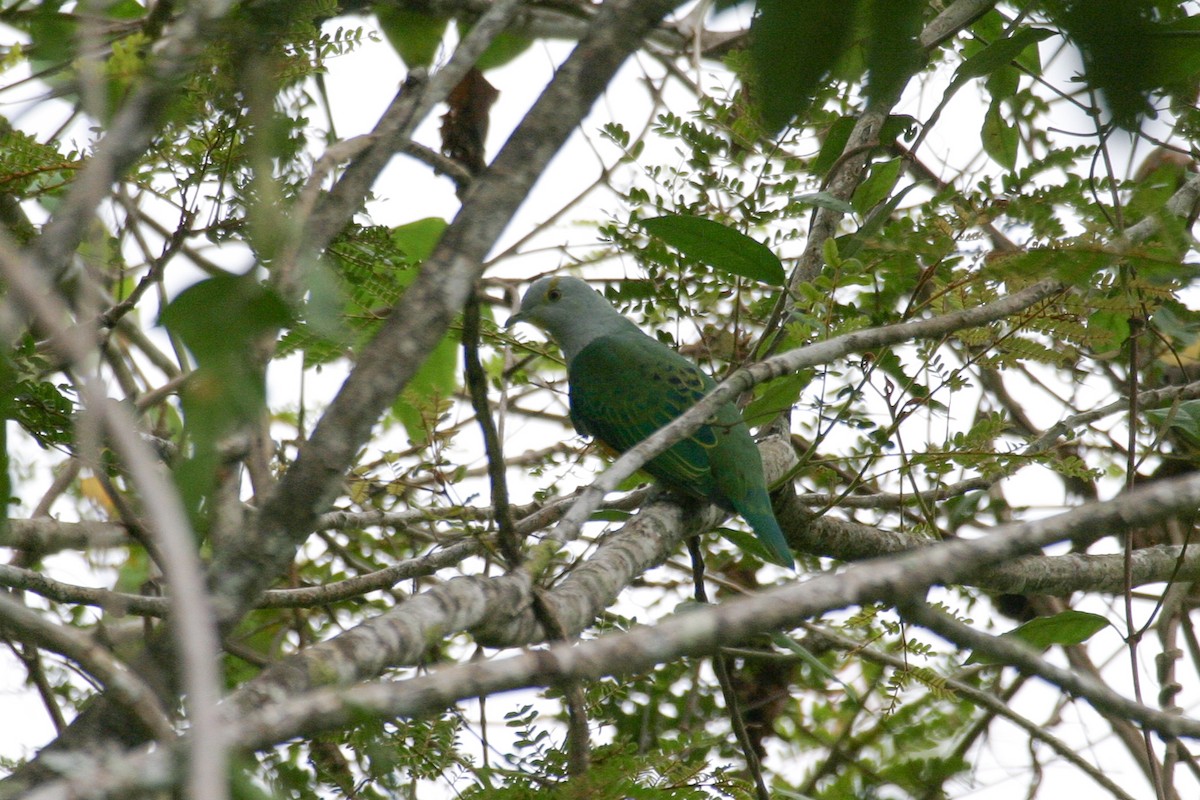 Rose-crowned Fruit-Dove - ML256386461
