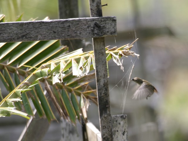 Female foraging for insects off of spider webs. - Pink-breasted Flowerpecker - 