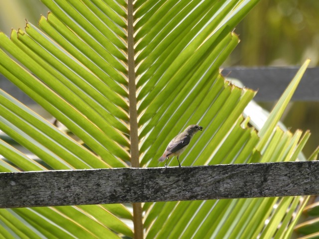 Adult female dorsal view (subspecies <em>fulgidum</em>). - Pink-breasted Flowerpecker - 