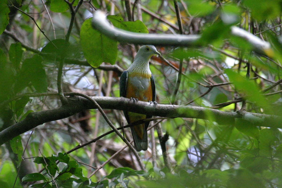 Rose-crowned Fruit-Dove - ML256388581