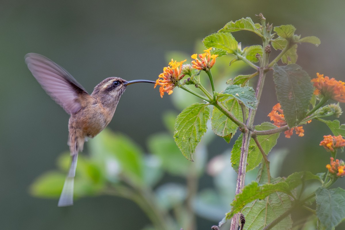 kolibřík temnohrdlý - ML256398171