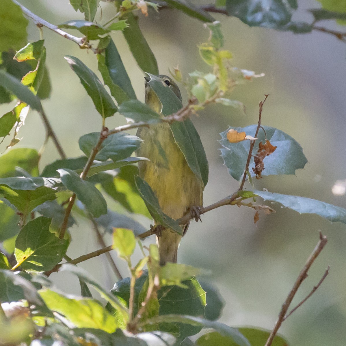 Orange-crowned Warbler - ML256410781