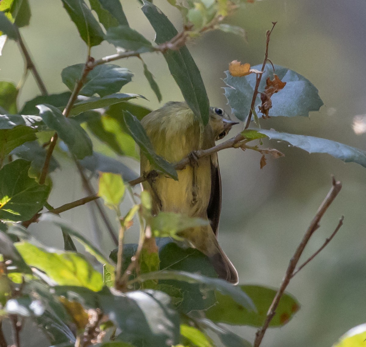 Orange-crowned Warbler - ML256410791