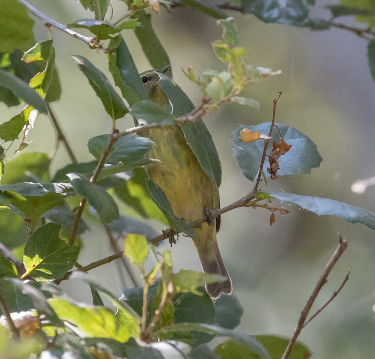 Orange-crowned Warbler - ML256410801
