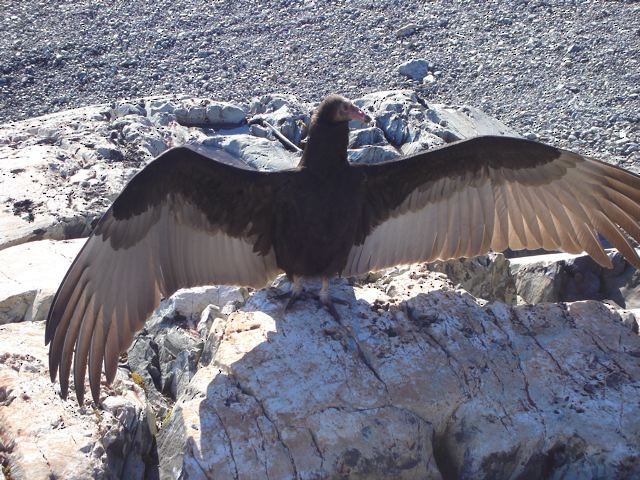 Turkey Vulture - Asociacion Ambiente Sur