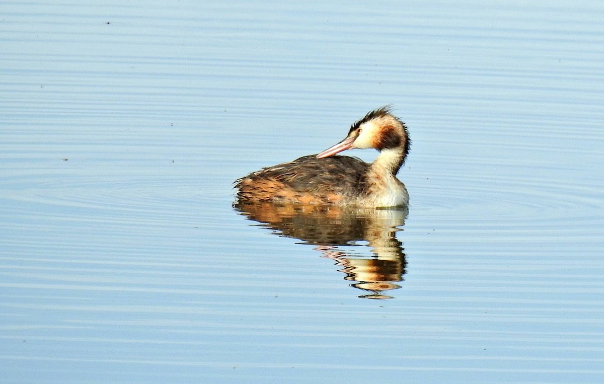 Great Crested Grebe - Jesus Carrion Piquer