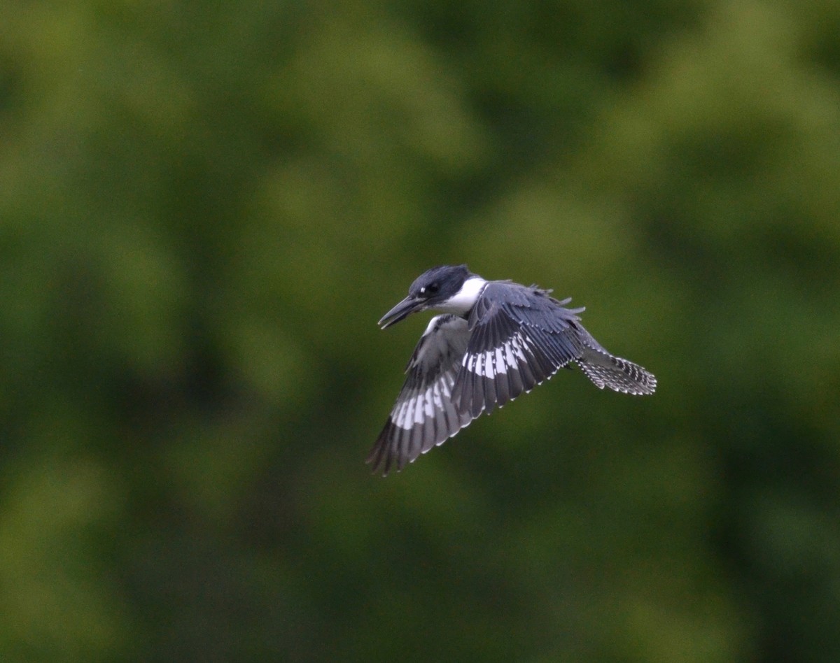 Belted Kingfisher - Peter Paul