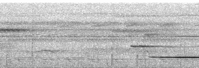 Variegated Tinamou - ML256423