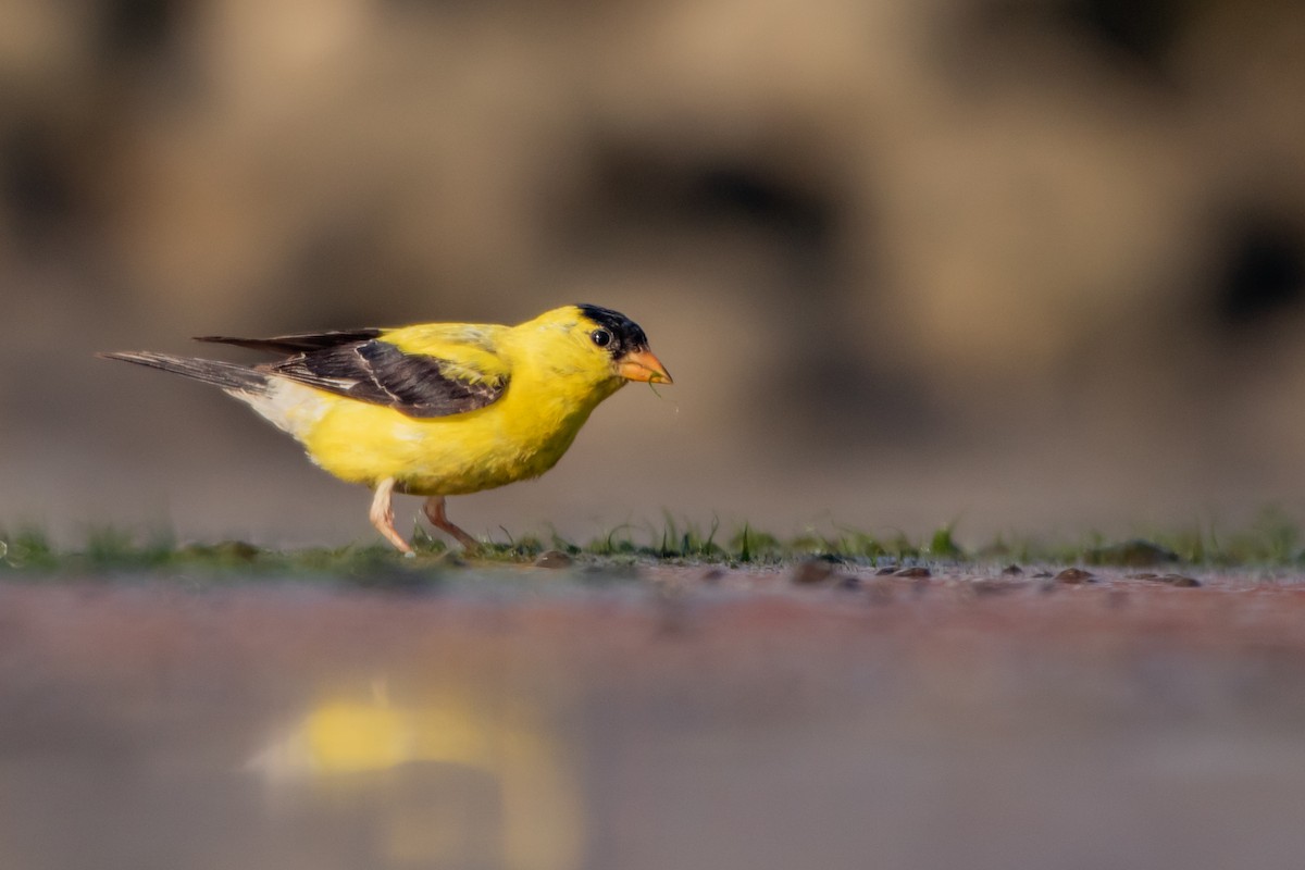 American Goldfinch - Matthew Plante