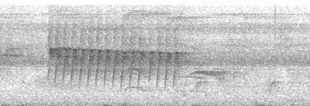 Пестрогорлый алапи (pyrrhonota) - ML256435