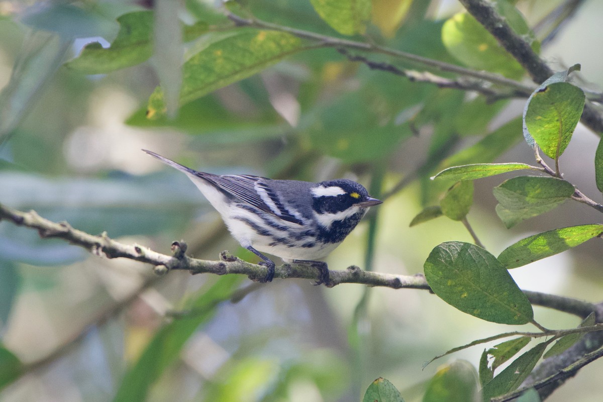 Black-throated Gray Warbler - ML256436831