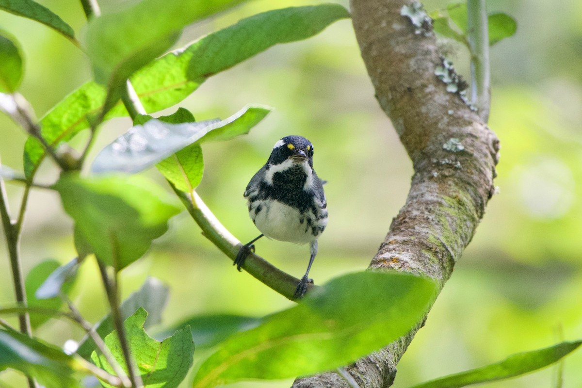 Black-throated Gray Warbler - ML256436951