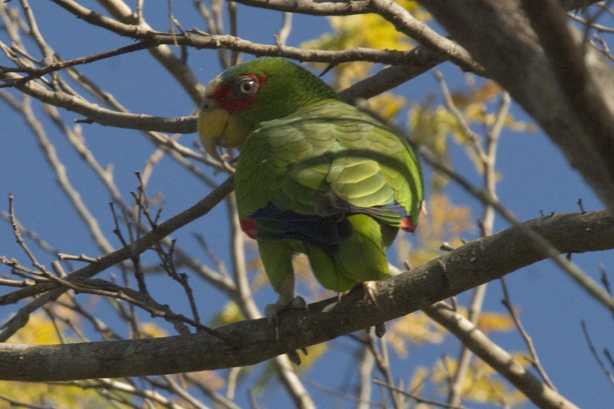 White-fronted Parrot - ML25643721