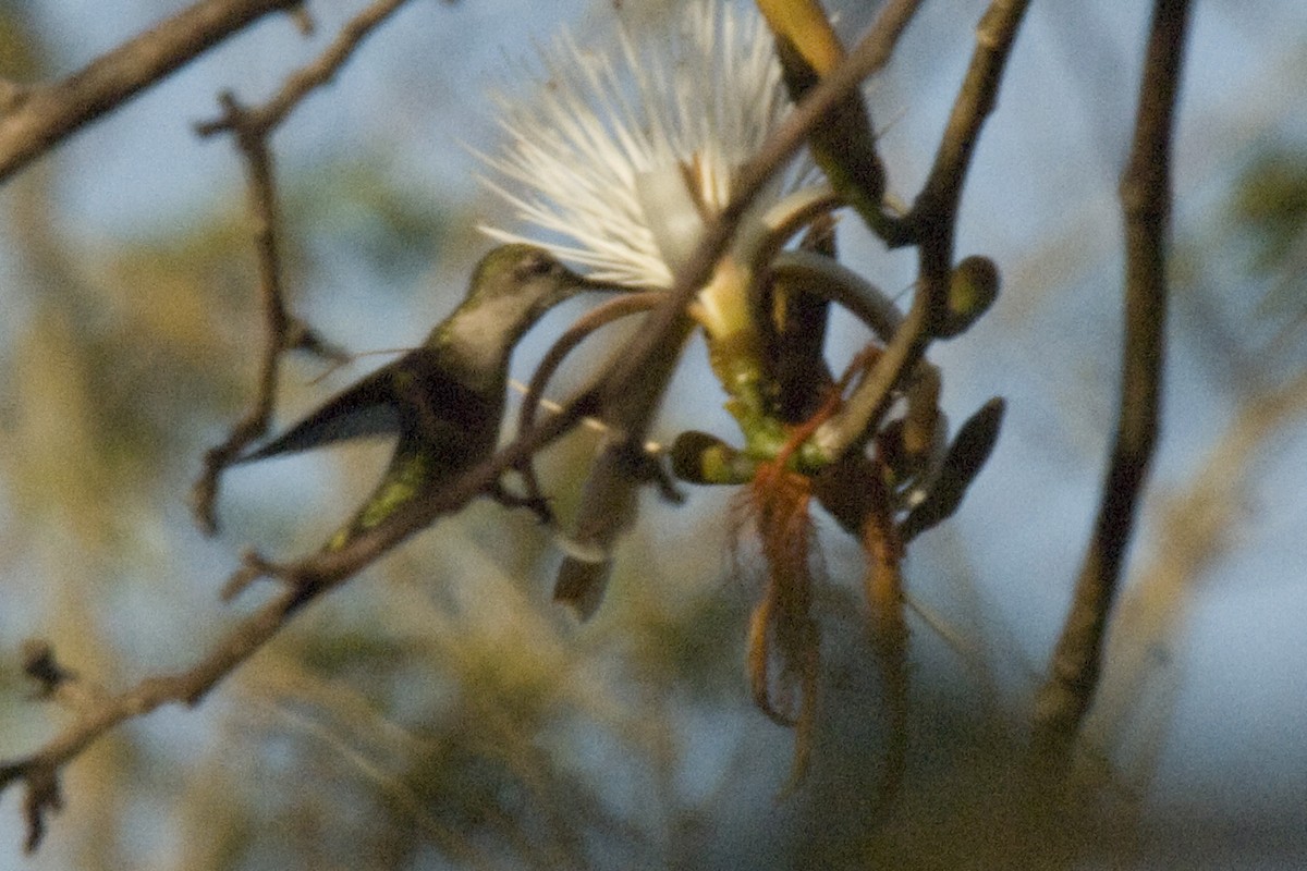 Ruby-throated Hummingbird - ML25643761