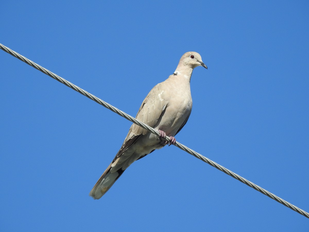 Eurasian Collared-Dove - ML256438281