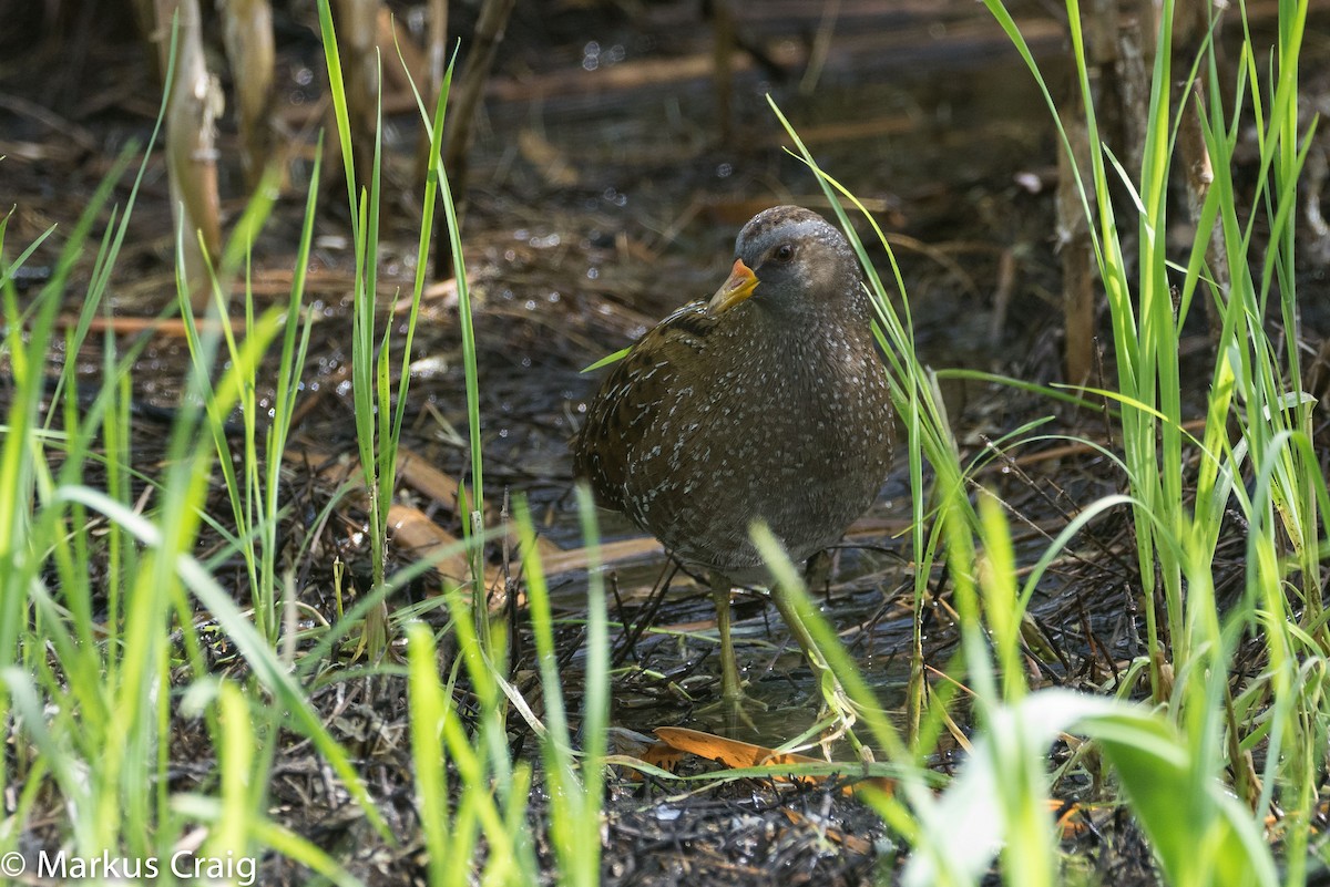 Spotted Crake - ML25643861