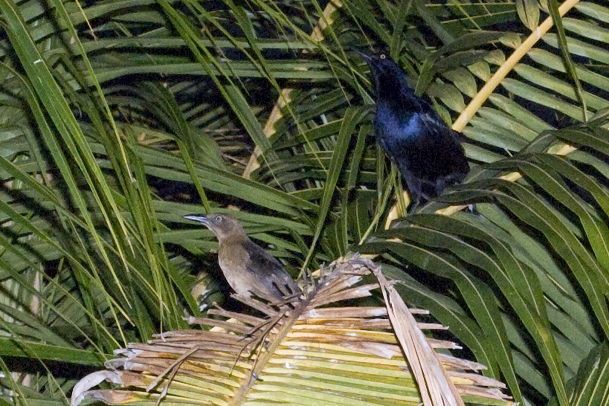 Great-tailed Grackle - ML25644101