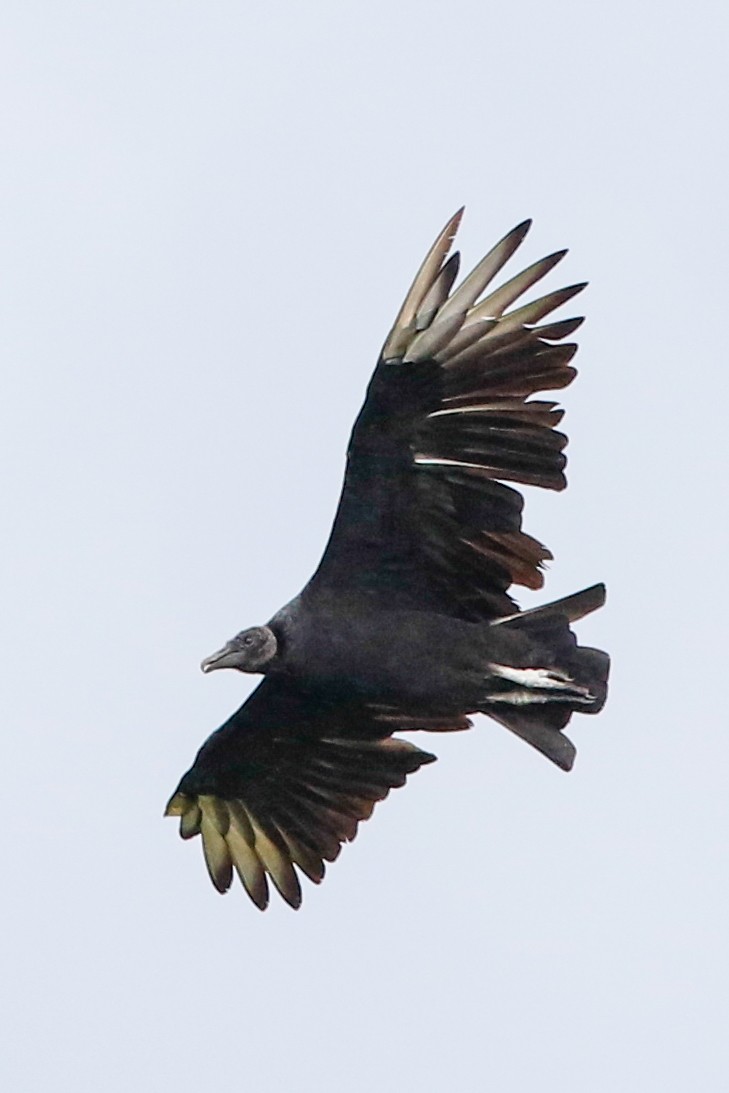 Black Vulture - Byron Stone