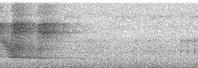 Kara Karınlı Sincap Guguğu - ML256447