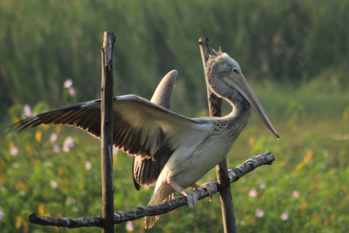 Spot-billed Pelican - Madhurima Das