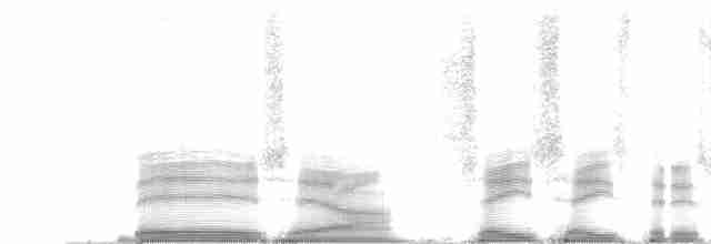 Weißkehl-Ameisendrossel - ML256456