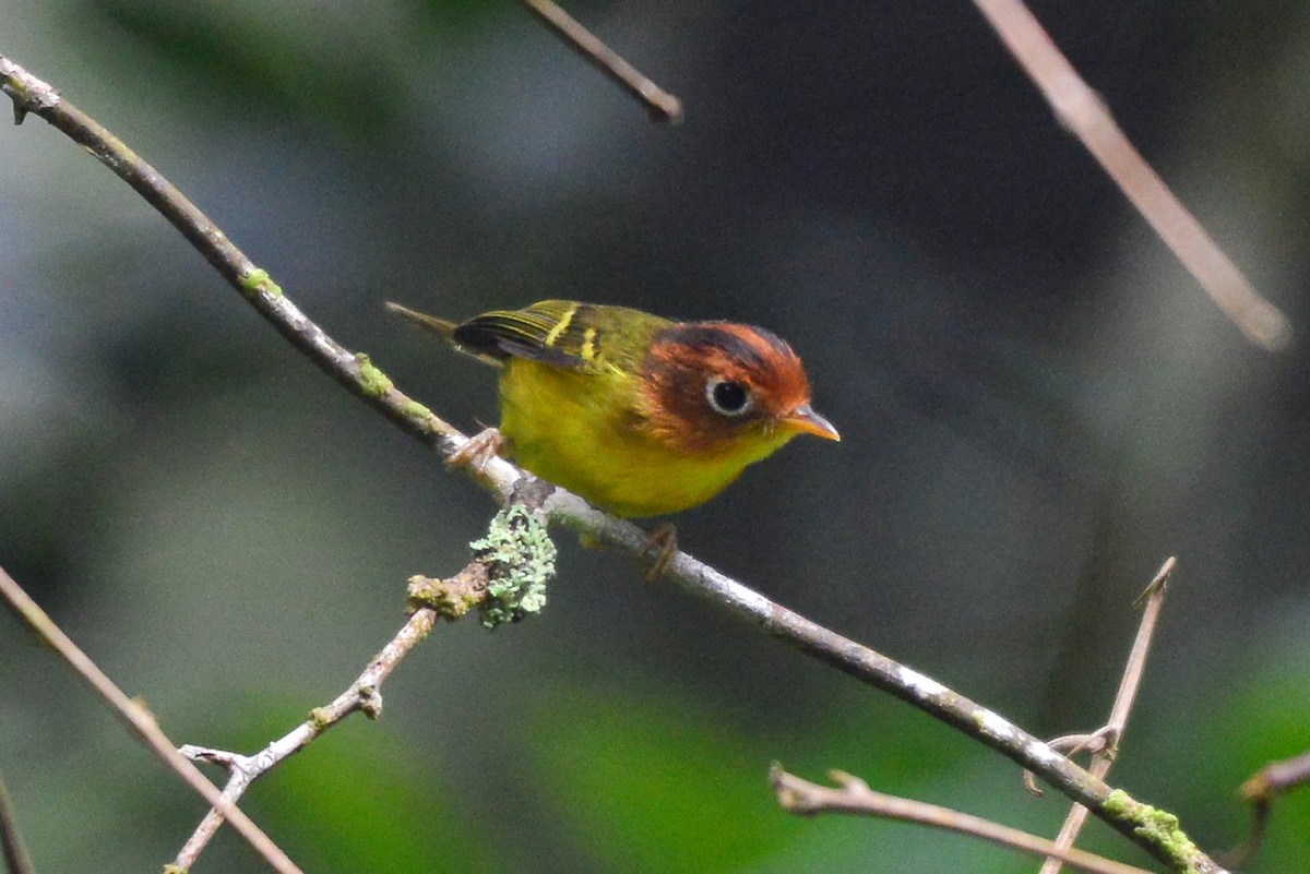 Yellow-breasted Warbler - ML256461901