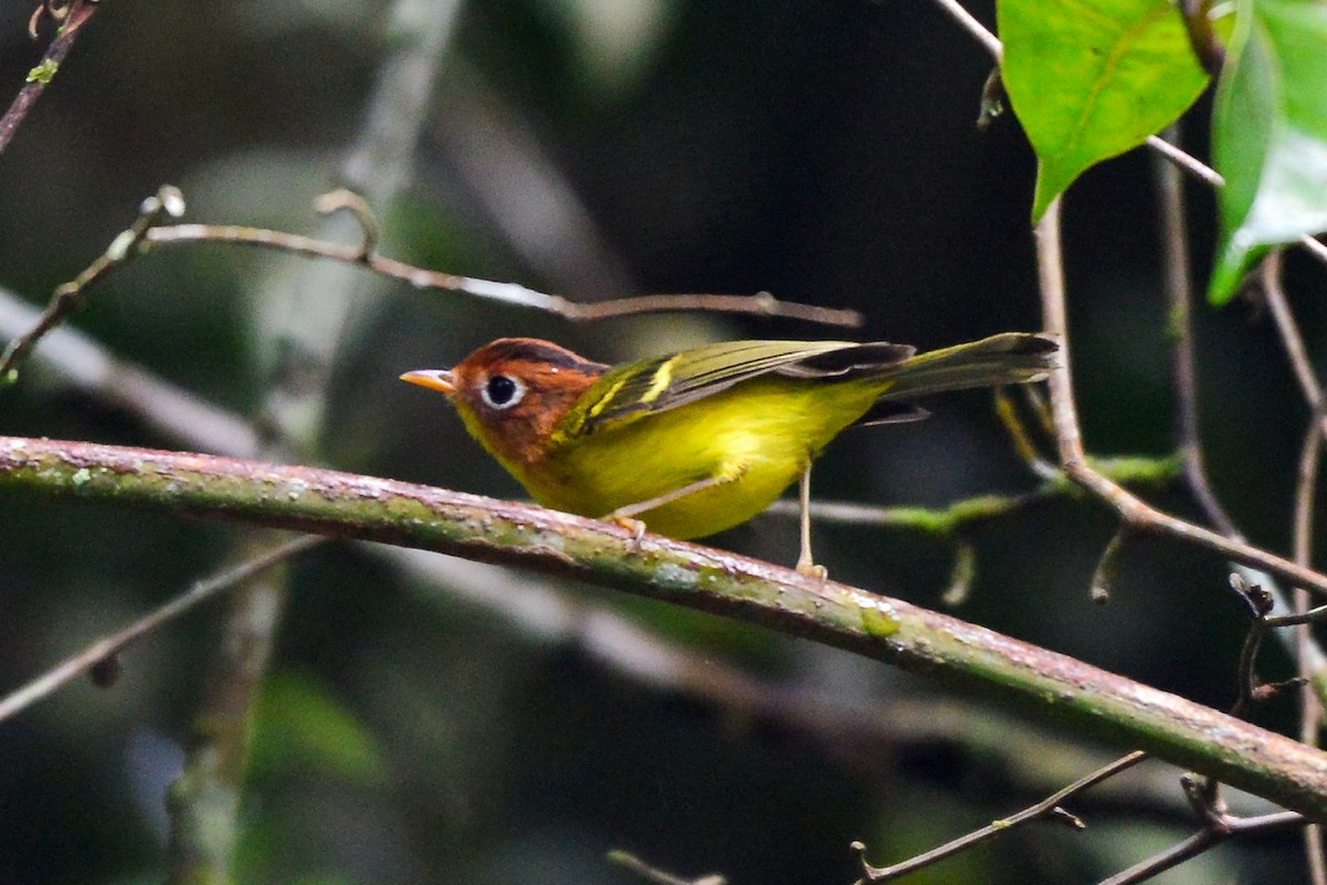 Yellow-breasted Warbler - ML256461941