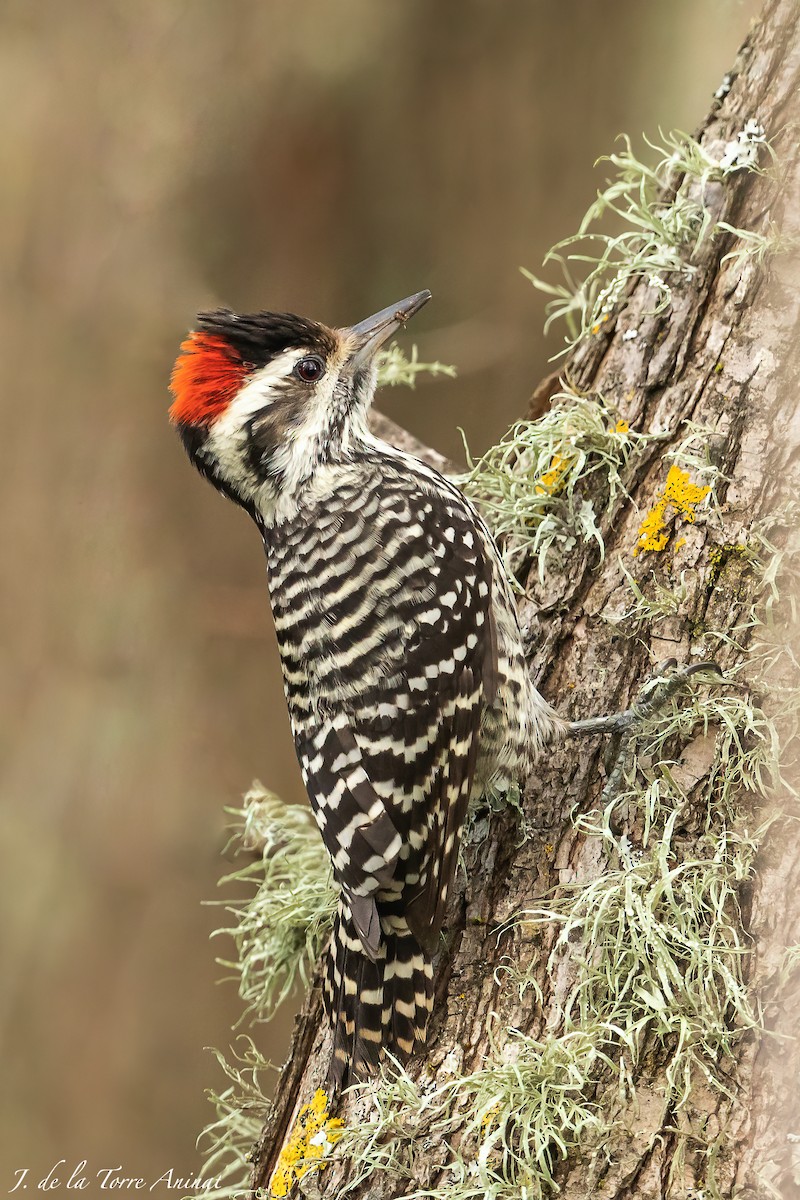 Striped Woodpecker - undefined