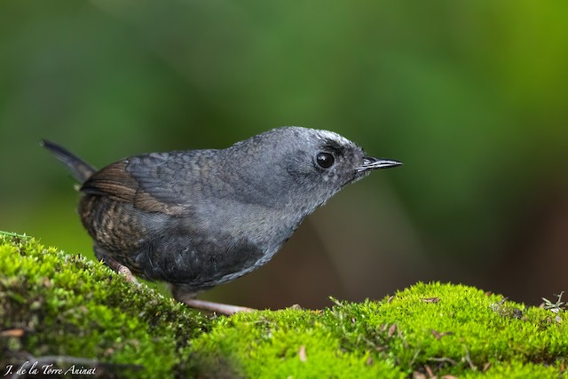 Formative Plumage lateral view - Magellanic Tapaculo - 