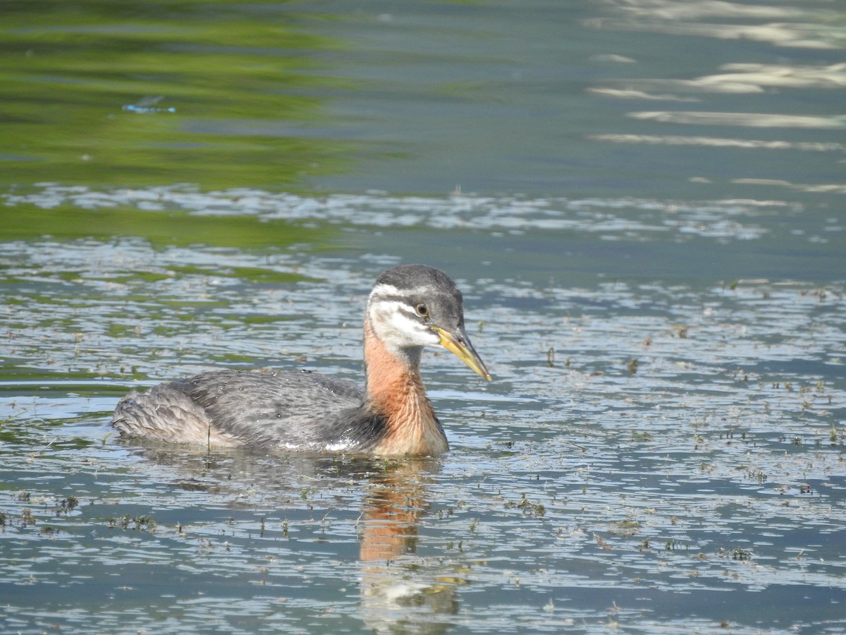 Red-necked Grebe - ML256466271